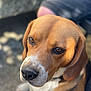 dog, beagle, close_up, brown_eyes, black_nose, short_fur, outdoor, pet, animal, calm, portrait, shallow_depth_of_field, natural_light, focus_on_face, ears, white_markings, collar, sitting, background_blur, human_leg