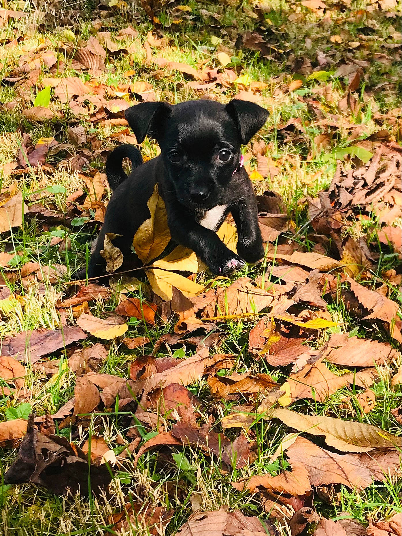 Lola joined the competition — help win amazing prizes! canidae, carlin_pinscher, carnivore, companion_dog, dog, dog_breed, feist, grass, leaf, mammal, patterdale_terrier, plant, puppy, rare_breed_dog, snout, sporting_group