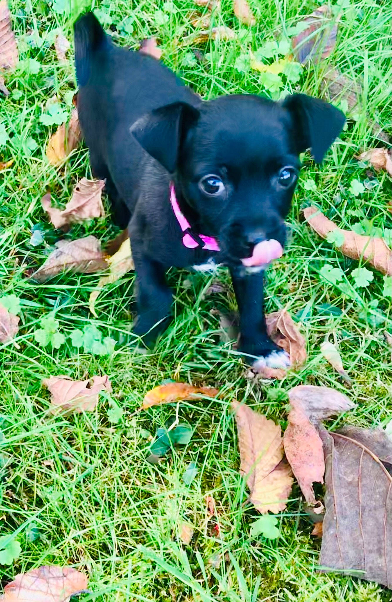 Lola is registered to the contest to win money with this photo: black_and_tan_terrier, canidae, carlin_pinscher, carnivore, dog, dog_breed, feist, grass, mammal, miniature_pinscher, patterdale_terrier, plant, puppy, rare_breed_dog, sporting_group, vertebrate