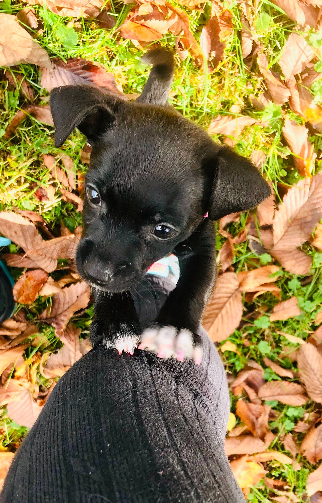 Lola is registered to the contest to win money with this photo: canidae, carnivore, companion_dog, dog, dog_breed, fawn, mammal, patterdale_terrier, puppy, rare_breed_dog, snout, sporting_group