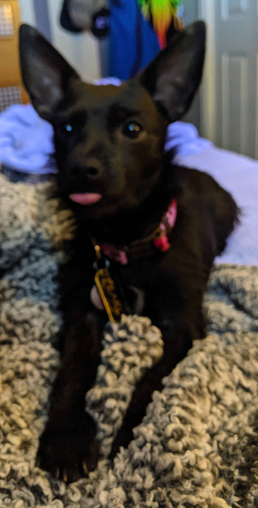 Pearl is registered to the contest to win money with this photo: biting, canidae, carnivore, collar, companion_dog, dog, dog_breed, dog_collar, dog_supply, ear, electric_blue, fashion_accessory, fawn, fur, snout, sporting_group, terrestrial_animal, toy_dog, whiskers, working_animal