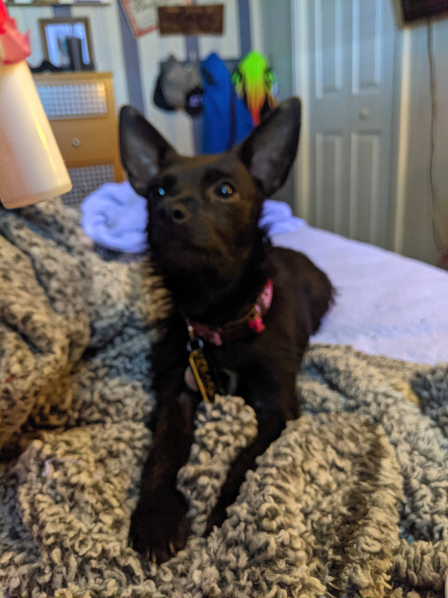 Pearl joined the competition — help win amazing prizes! canidae, carnivore, collar, companion_dog, dog, dog_breed, dog_supply, fawn, felidae, fur, guard_dog, lamp, liver, paper_towel, snout, sporting_group, tail, toy_dog, whiskers, working_animal