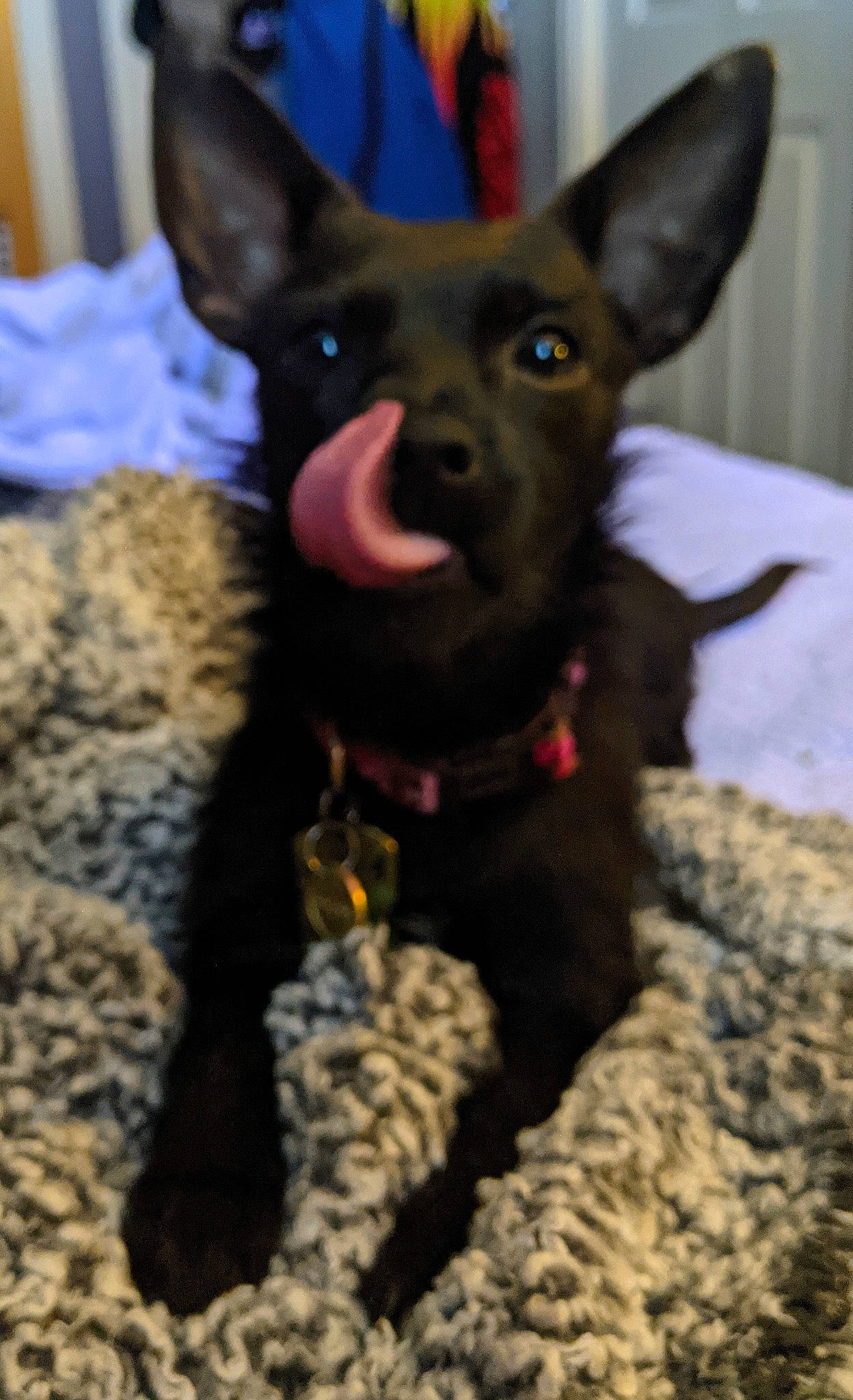 Pearl joined the competition — help win amazing prizes! canidae, carnivore, companion_dog, dog, dog_breed, dog_supply, ear, electric_blue, fawn, felidae, fur, non_sporting_group, puppy, snout, sporting_group, terrestrial_animal, toy_dog, whiskers, working_animal, working_dog