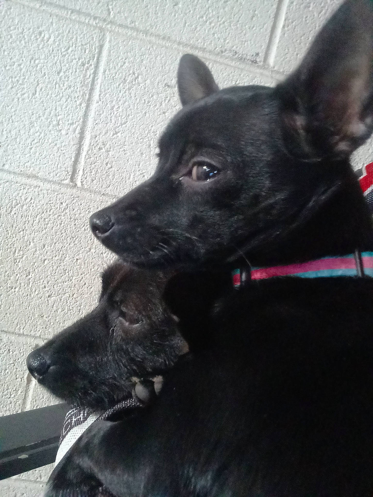 Pearl is registered to the contest to win money with this photo: borador, canidae, carnivore, collar, companion_dog, dog, dog_breed, dog_collar, electric_blue, fur, grey, guard_dog, non_sporting_group, road_surface, snout, sporting_group, whiskers, working_animal, working_dog