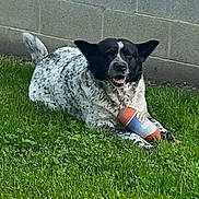Deacon joined the competition — help win amazing prizes! dog, grass, toy, outdoor, animal, pet, black_and_white, playful, happy, lawn, brick_wall, canine, nature, relaxed, daytime, fur, muzzle, ears, tail, paws