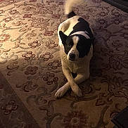 Diesel joined the competition — help win amazing prizes! dog, carpet, living_room, crossed_paws, black_and_white, pet, indoor, furniture, electronics, warm_lighting, floor, animal, resting, cute, domestic, cozy, household, tail, ears, looking