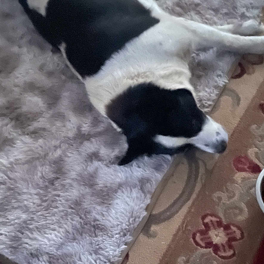 Diesel joined the competition — help win amazing prizes! dog, black_and_white, lying_down, fluffy_rug, indoor, carpet, resting, pet, animal, canine, fur, sleeping, cozy, home, floor, relaxed, domestic, companion, cute, quiet