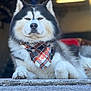 Cooper joined the competition — help win amazing prizes! dog, alaskan_malamute, bandana, plaid, fur, portrait, outdoor, resting, canine, pet, animal, fluffy, closeup, face, paw, confident, blurred_background, muzzle, ears, expression