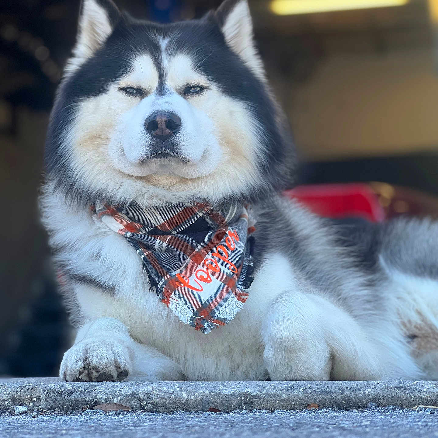 Cooper joined the competition — help win amazing prizes! alaskan_malamute, animal, bandana, blurred_background, canine, closeup, confident, dog, ears, expression, face, fluffy, fur, muzzle, outdoor, paw, pet, plaid, portrait, resting