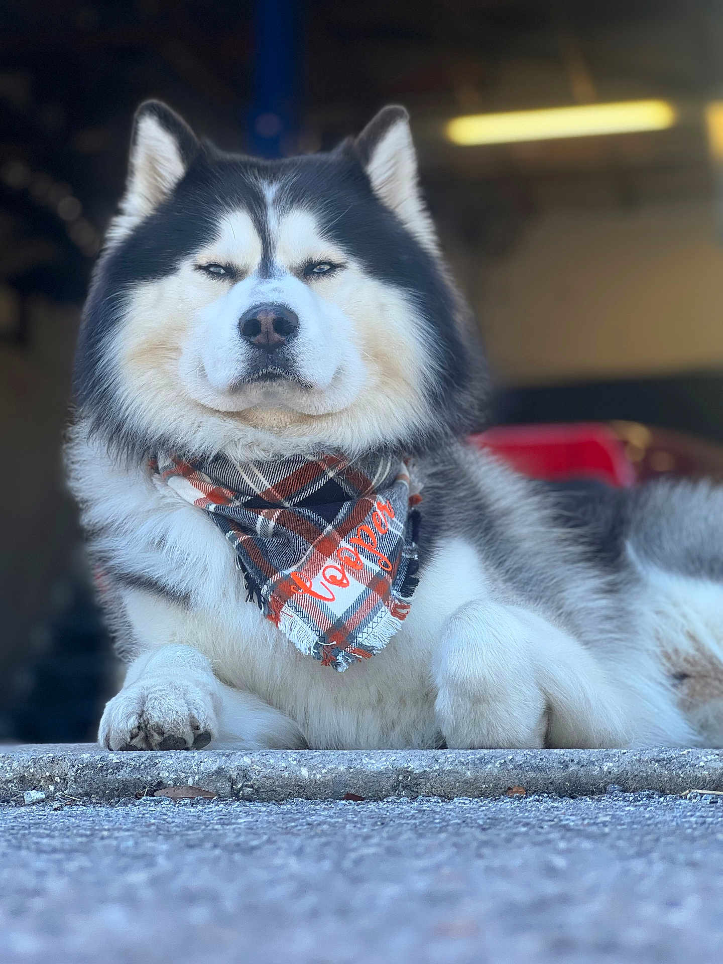 Cooper joined the competition — help win amazing prizes! dog, alaskan_malamute, bandana, plaid, fur, portrait, outdoor, resting, canine, pet, animal, fluffy, closeup, face, paw, confident, blurred_background, muzzle, ears, expression