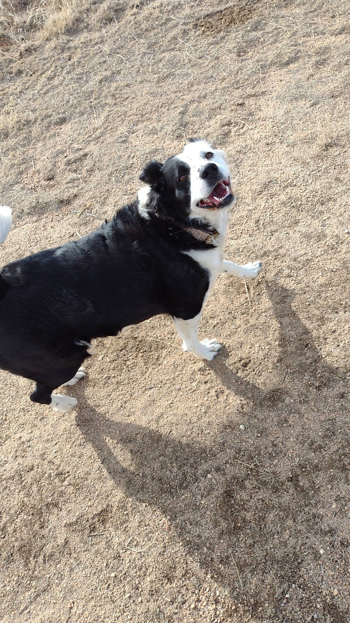 Cami is registered to the contest to win money with this photo: asphalt, carnivore, companion_dog, dog, dog_breed, dog_supply, fur, grass, leash, paw, pet_supply, road_surface, shadow, snout, soil, sporting_group, tail, terrestrial_animal, working_animal, working_dog