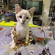 Dime joined the competition — help win amazing prizes! animal, blanket, cat, chain, collectibles, cute, decor, door, floor, furniture, gold, halloween, indoor, kitten, pet, shelf, shoes, television, toys, young