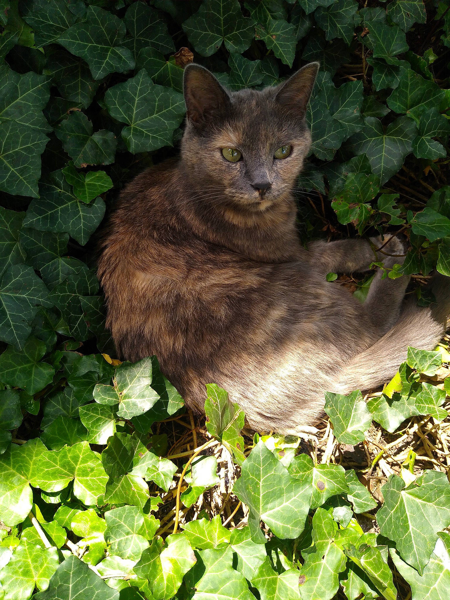 Odessa joined the competition — help win amazing prizes! annual_plant, carnivore, cat, domestic_short_haired_cat, fawn, felidae, fur, grass, groundcover, herb, leaf, lynx, plant, russian_blue, small_to_medium_sized_cats, snout, tail, terrestrial_animal, tree, whiskers