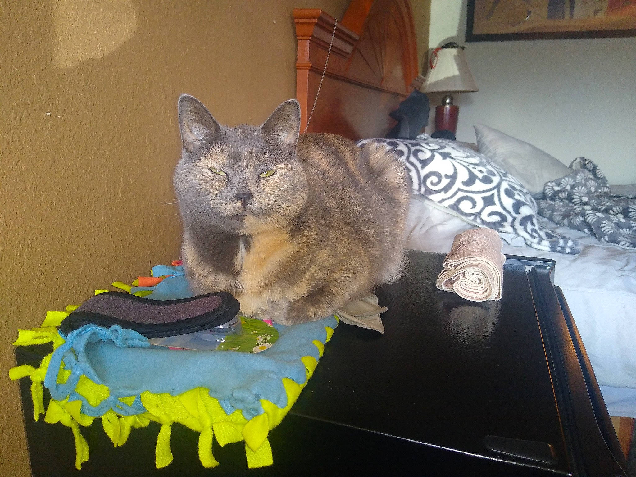 Odessa is registered to the contest to win money with this photo: bed, carnivore, cat, cat_bed, chartreux, comfort, domestic_short_haired_cat, felidae, fur, grey, linens, nap, paw, room, russian_blue, small_to_medium_sized_cats, table, tail, whiskers