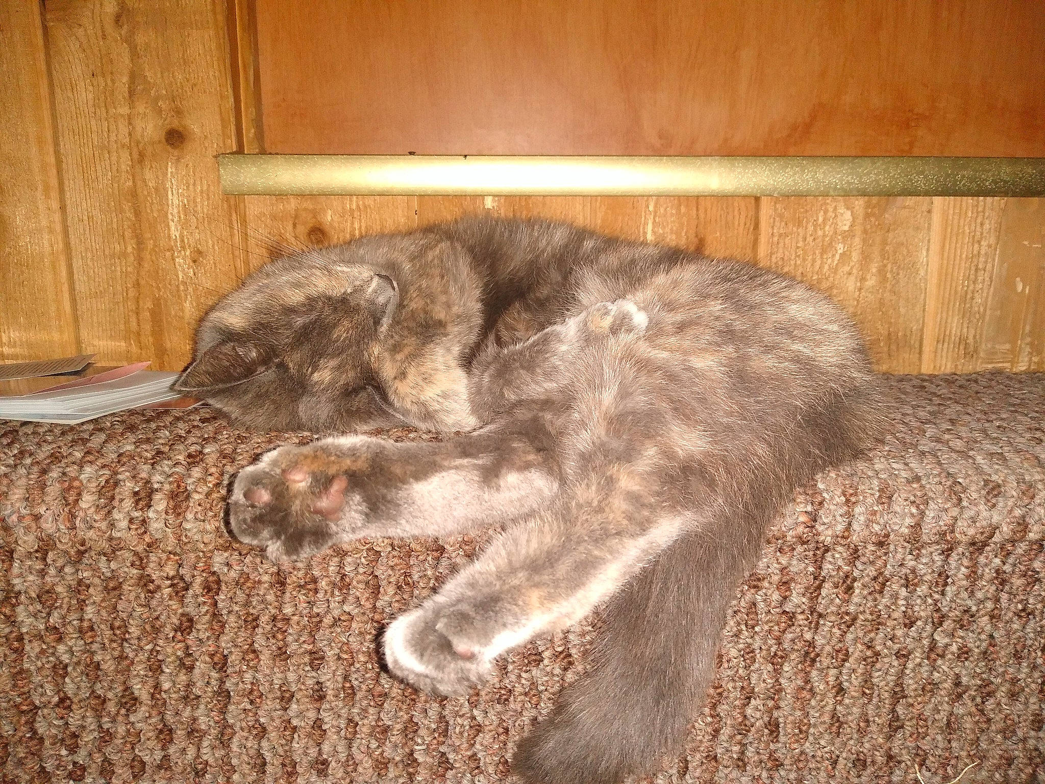 Odessa is registered to the contest to win money with this photo: canidae, carnivore, cat, claw, comfort, domestic_short_haired_cat, fawn, felidae, fur, hardwood, nap, paw, plant, small_to_medium_sized_cats, snout, tail, terrestrial_animal, whiskers, wildlife, wood