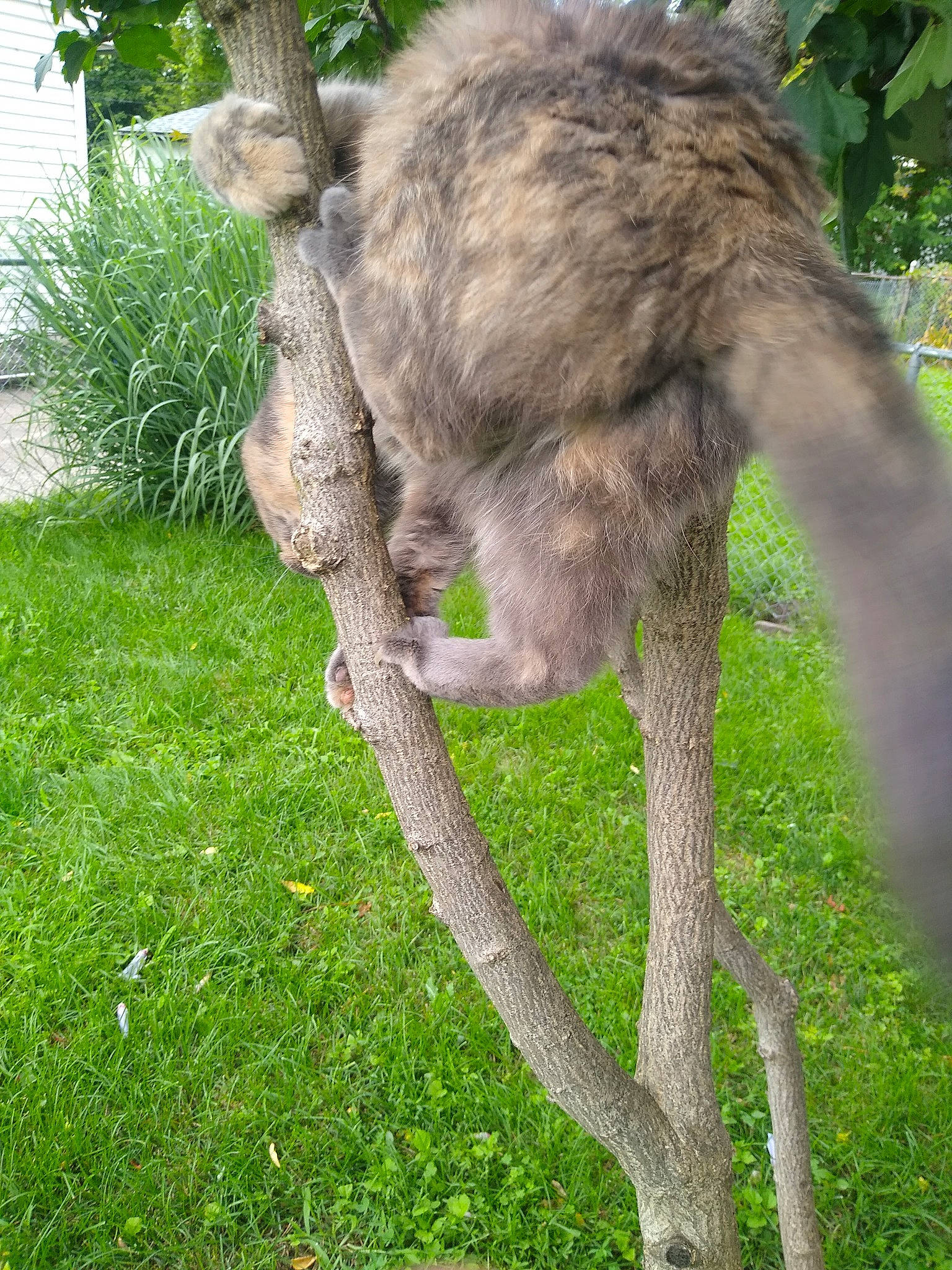 Odessa joined the competition — help win amazing prizes! felidae, fur, grass, groundcover, marsupial, natural_material, plant, primate, tail, terrestrial_animal, tree, trunk, wildlife