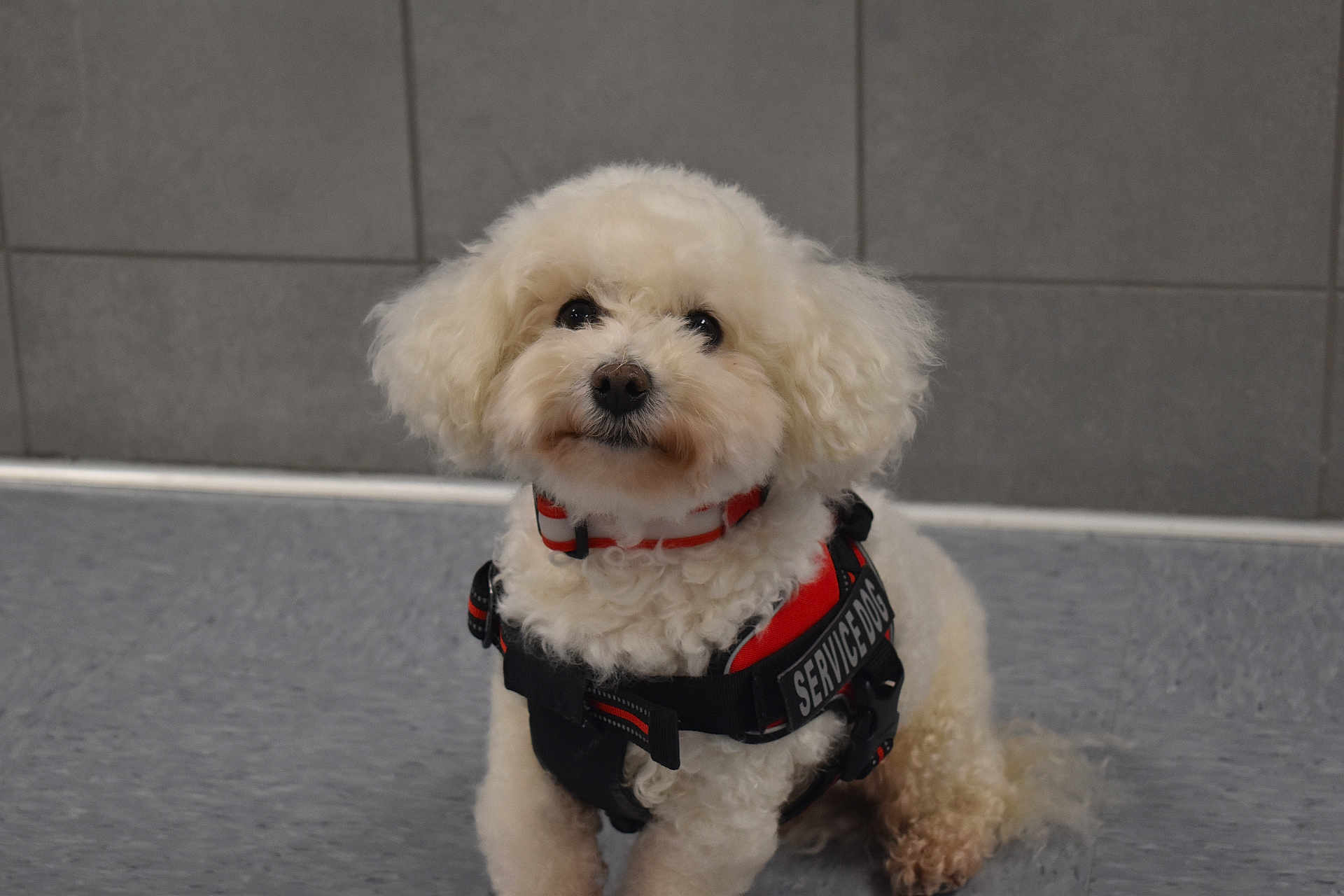 Rossini joined the competition — help win amazing prizes! alert, animal, canine, companion, curly_fur, cute, dog, domestic_animal, floor, fluffy, harness, indoor, looking_up, obedient, pet, service_dog, sitting, small_dog, tile, white_dog