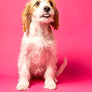 Berry is registered to the contest to win money with this photo: puppy, dog, pink_background, cute, fluffy, sitting, tongue_out, pet, animal, adorable, young_dog, studio_shot, portrait, canine, fur, mammal, domestic_animal, looking_up, isolated, bright