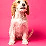puppy, dog, pink_background, cute, fluffy, sitting, tongue_out, pet, animal, adorable, young_dog, studio_shot, portrait, canine, fur, mammal, domestic_animal, looking_up, isolated, bright
