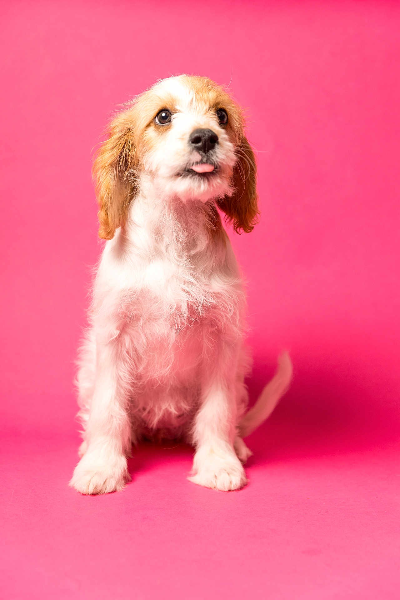 Berry is registered to the contest to win money with this photo: puppy, dog, pink_background, cute, fluffy, sitting, tongue_out, pet, animal, adorable, young_dog, studio_shot, portrait, canine, fur, mammal, domestic_animal, looking_up, isolated, bright