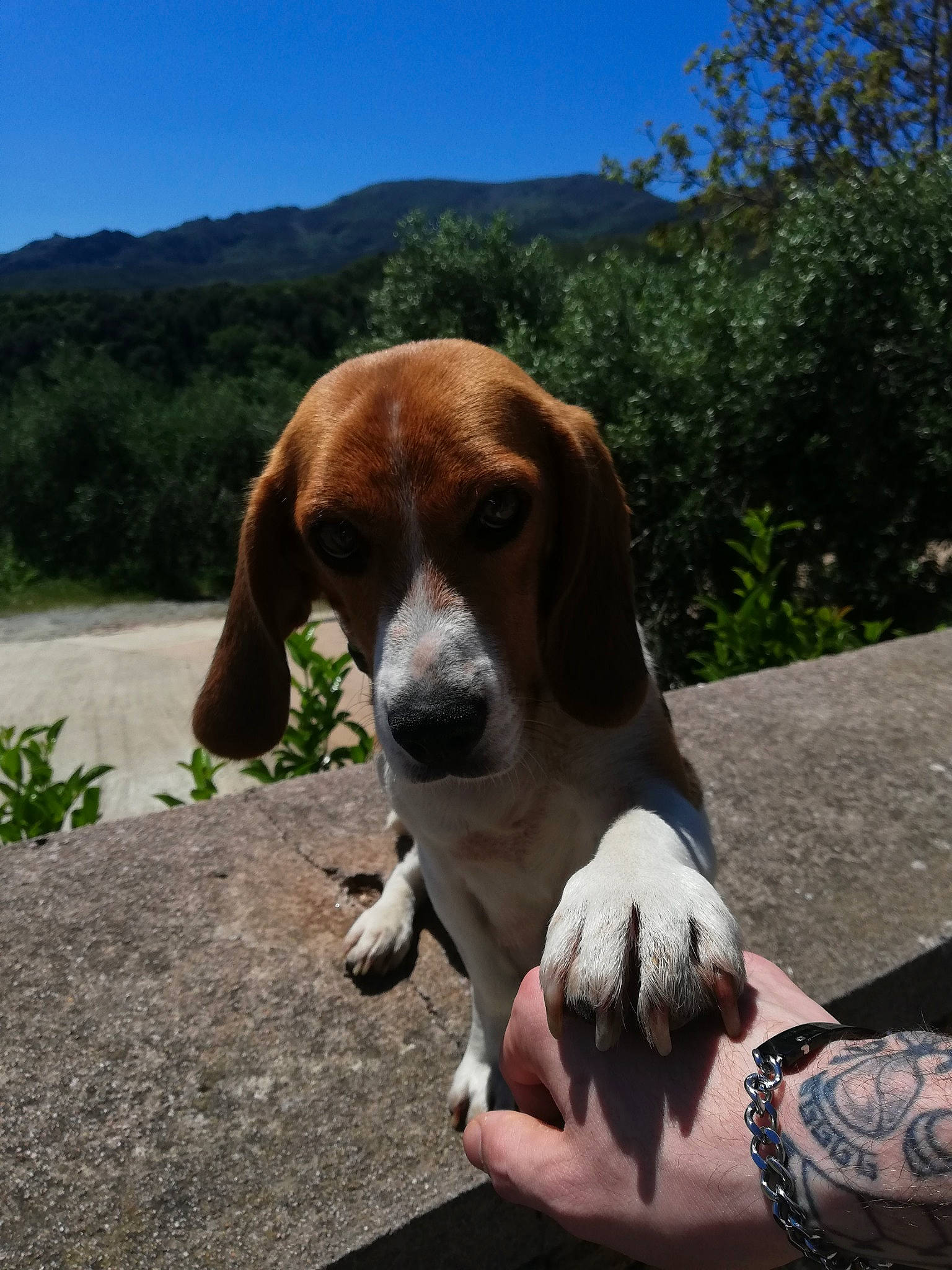 Ruby a rejoint le concours — aidez-le/la à gagner de superbes lots ! american_foxhound, artois_hound, basset_artesien_normand, basset_hound, beagle, beagle_harrier, canidae, carnivore, dog, dog_breed, estonian_hound, grand_anglo_francais_tricolore, hound, mammal, rare_breed_dog, scent_hound, schweizer_laufhund, snout, sporting_group, vertebrate