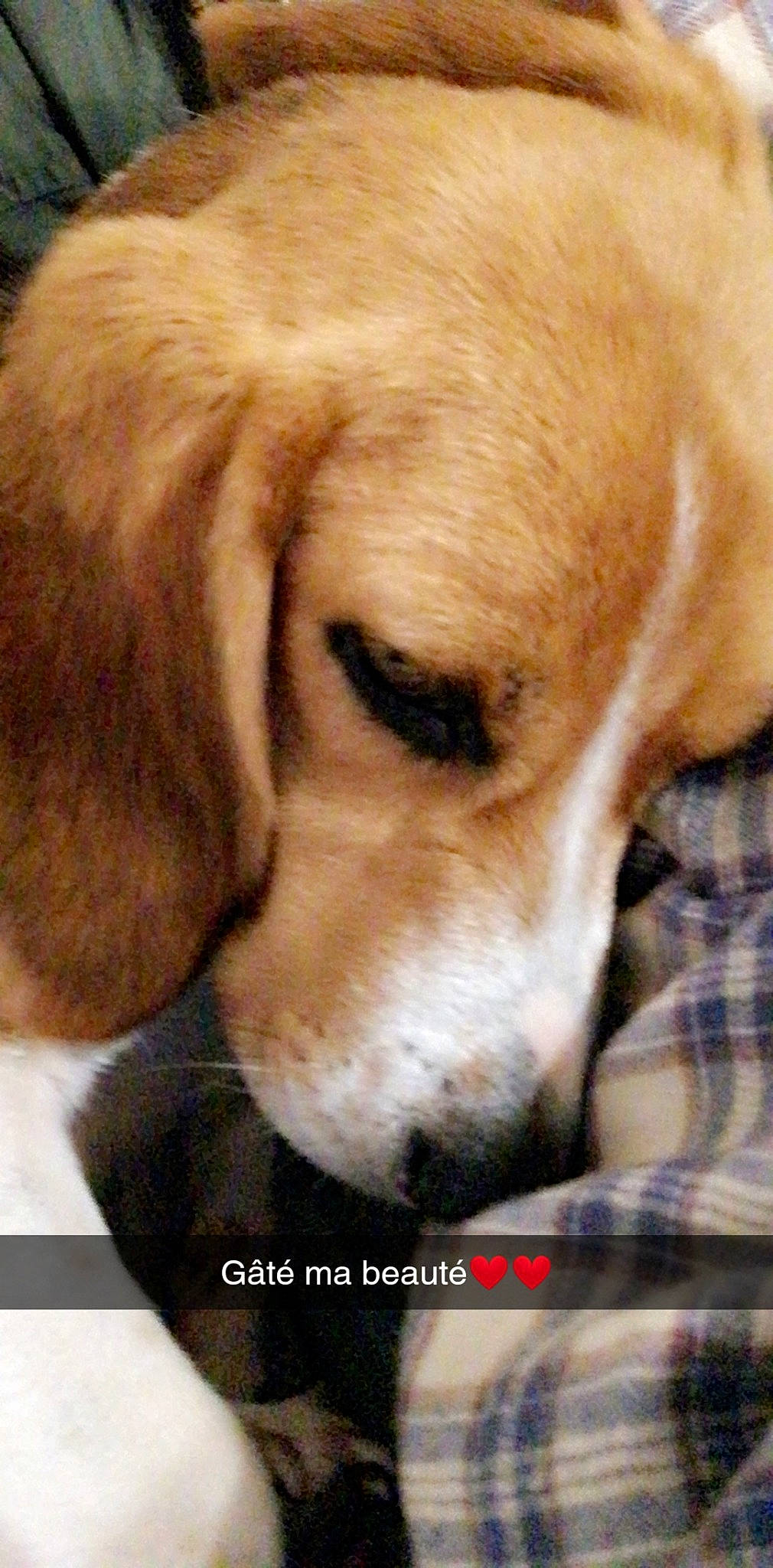 Ruby a rejoint le concours — aidez-le/la à gagner de superbes lots ! beagador, beagle, canidae, carnivore, companion_dog, dog, dog_breed, ear, fawn, harrier, labrador_retriever, mammal, nose, photo_caption, puppy, puppy_love, rare_breed_dog, snout, sporting_group, vertebrate