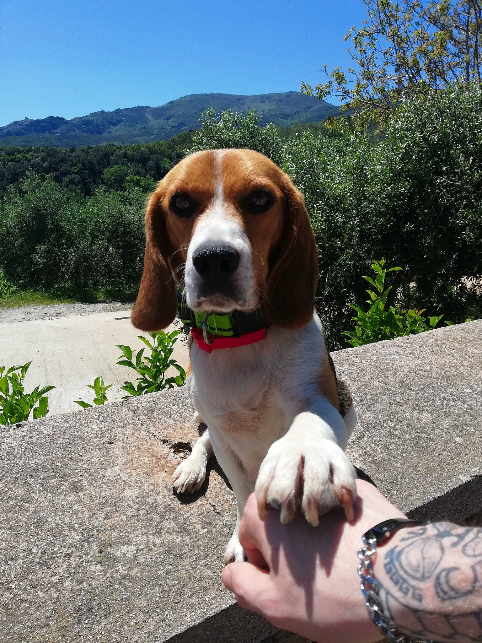 Ruby participe au concours pour gagner de l'argent avec cette photo : american_foxhound, artois_hound, basset_artesien_normand, beagle, beagle_harrier, canidae, carnivore, dog, dog_breed, estonian_hound, finnish_hound, harrier, hound, mammal, pocket_beagle, schweizer_laufhund, snout, sporting_group, treeing_walker_coonhound, vertebrate