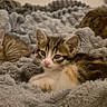 kitten, cat, animal, pet, feline, cozy, blanket, soft, gray, cute, young, fur, resting, indoor, sleepy, small, tabby, whiskers, comfort, relaxing