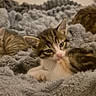 kitten, cat, feline, pet, animal, cute, fluffy, blanket, cozy, indoor, resting, sleepy, fur, small, young, domestic, mammal, tabby, soft, relaxing