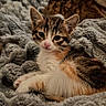 kitten, cat, tabby, animal, pet, feline, cute, fluffy, bed, blanket, gray, resting, indoors, soft, young, fur, whiskers, ears, lying_down, cozy