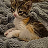 cat, kitten, tabby, pet, animal, feline, fur, cute, cozy, blanket, resting, indoor, domestic, soft, young, sleepy, relaxed, portrait, two_cats, companion