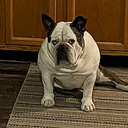 Jaws joined the competition — help win amazing prizes! animal, black_spots, bulldog, canine, carpet, companion, dog, domestic, ears, expression, floor, home, indoor, paw, pet, portrait, rug, sitting, white, wooden_cabinet