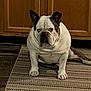 animal, black_spots, bulldog, canine, carpet, companion, dog, domestic, ears, expression, floor, home, indoor, paw, pet, portrait, rug, sitting, white, wooden_cabinet