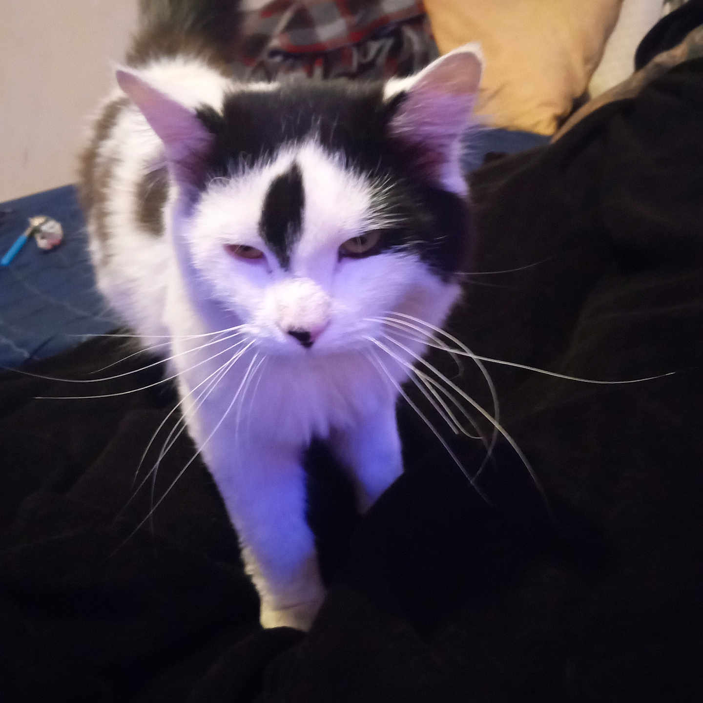 Skull joined the competition — help win amazing prizes! animal_portrait, black_and_white, blanket, cat, close_up, companion, cozy, curious, cushion, domestic_animal, feline, fur, home, indoor, mammal, pet, plaid_shirt, resting_place, soft_lighting, whiskers