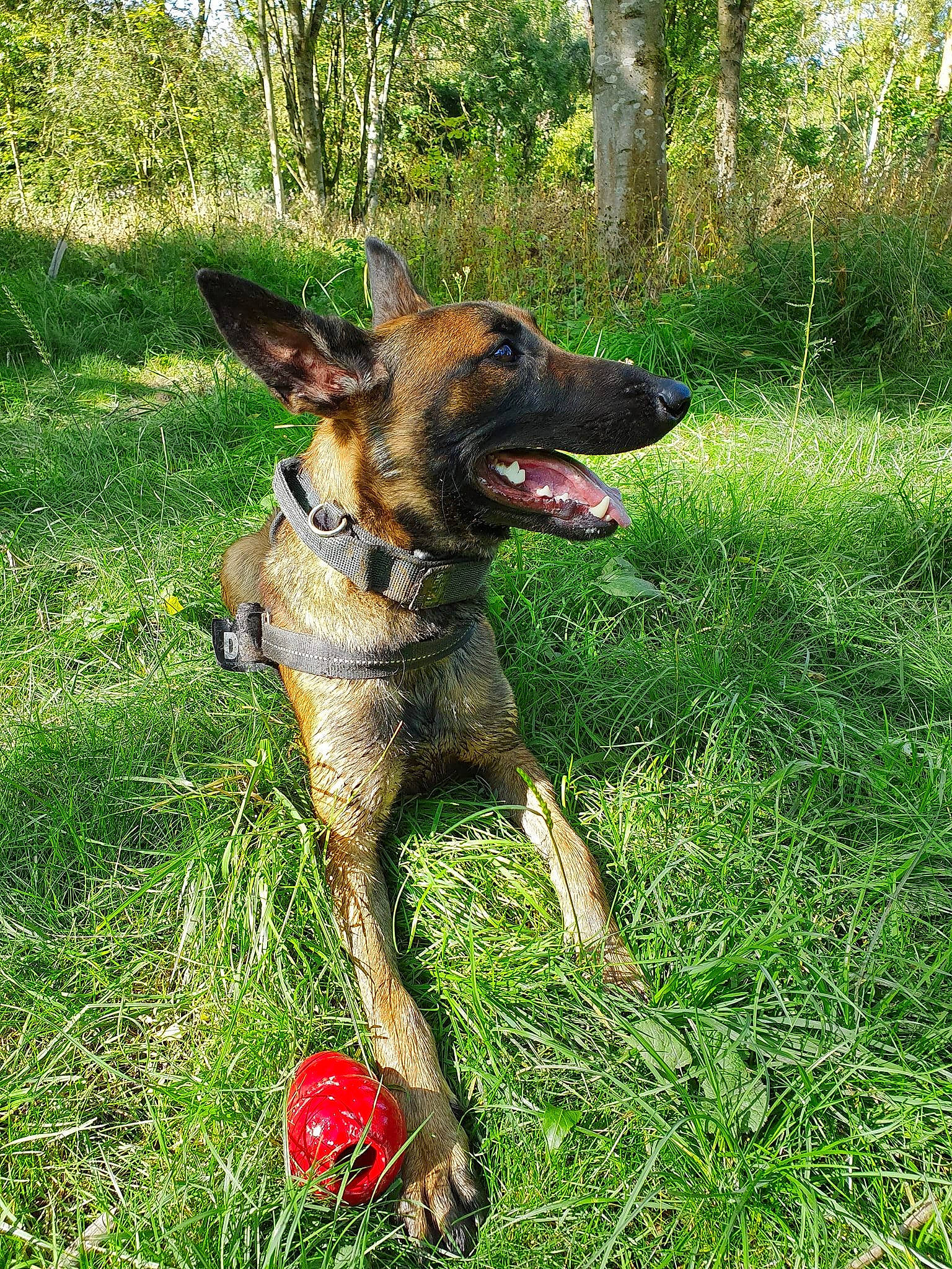 Narla joined the competition — help win amazing prizes! canidae, carnivore, dog, dog_breed, dutch_shepherd_dog, fawn, german_shepherd_dog, mammal, plant, rare_breed_dog, vertebrate, working_dog
