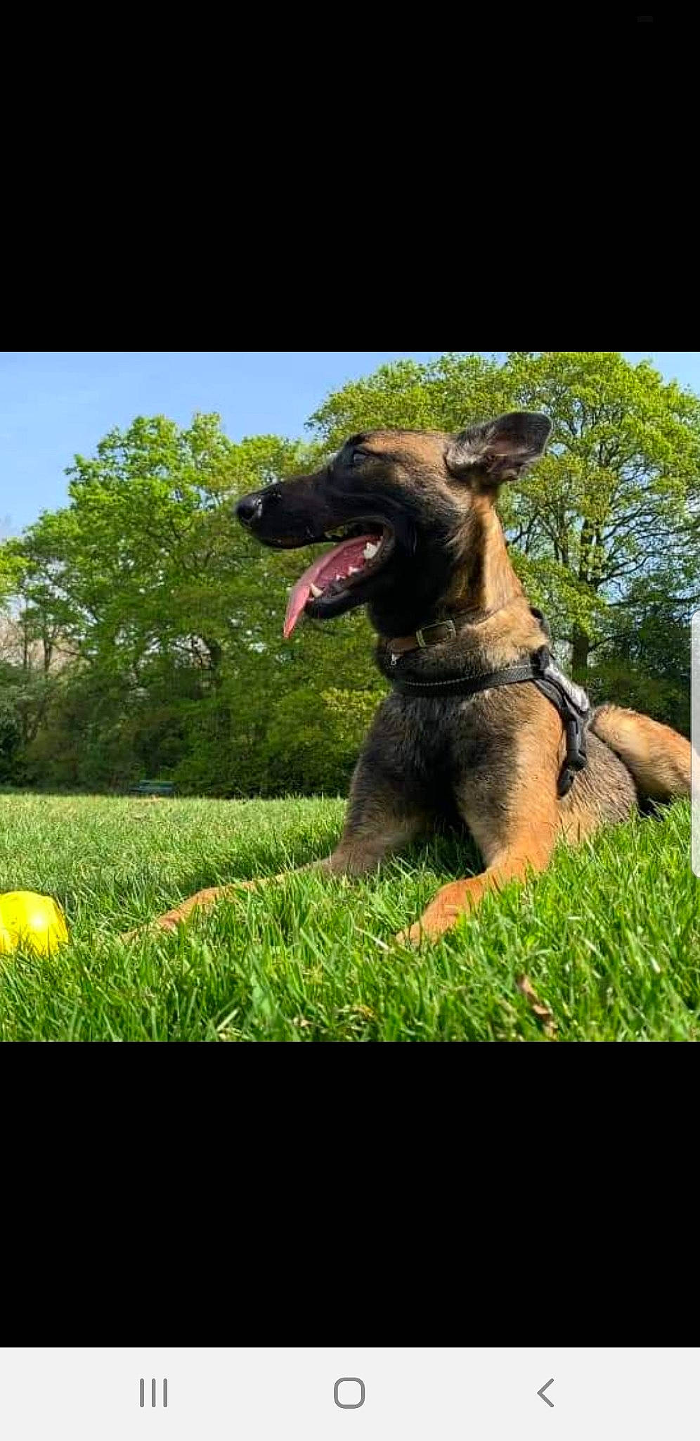 Narla is registered to the contest to win money with this photo: belgian_shepherd, belgian_shepherd_malinois, canidae, carnivore, dog, dog_breed, german_shepherd_dog, grass, herding_dog, mammal, old_german_shepherd_dog, vertebrate, working_dog