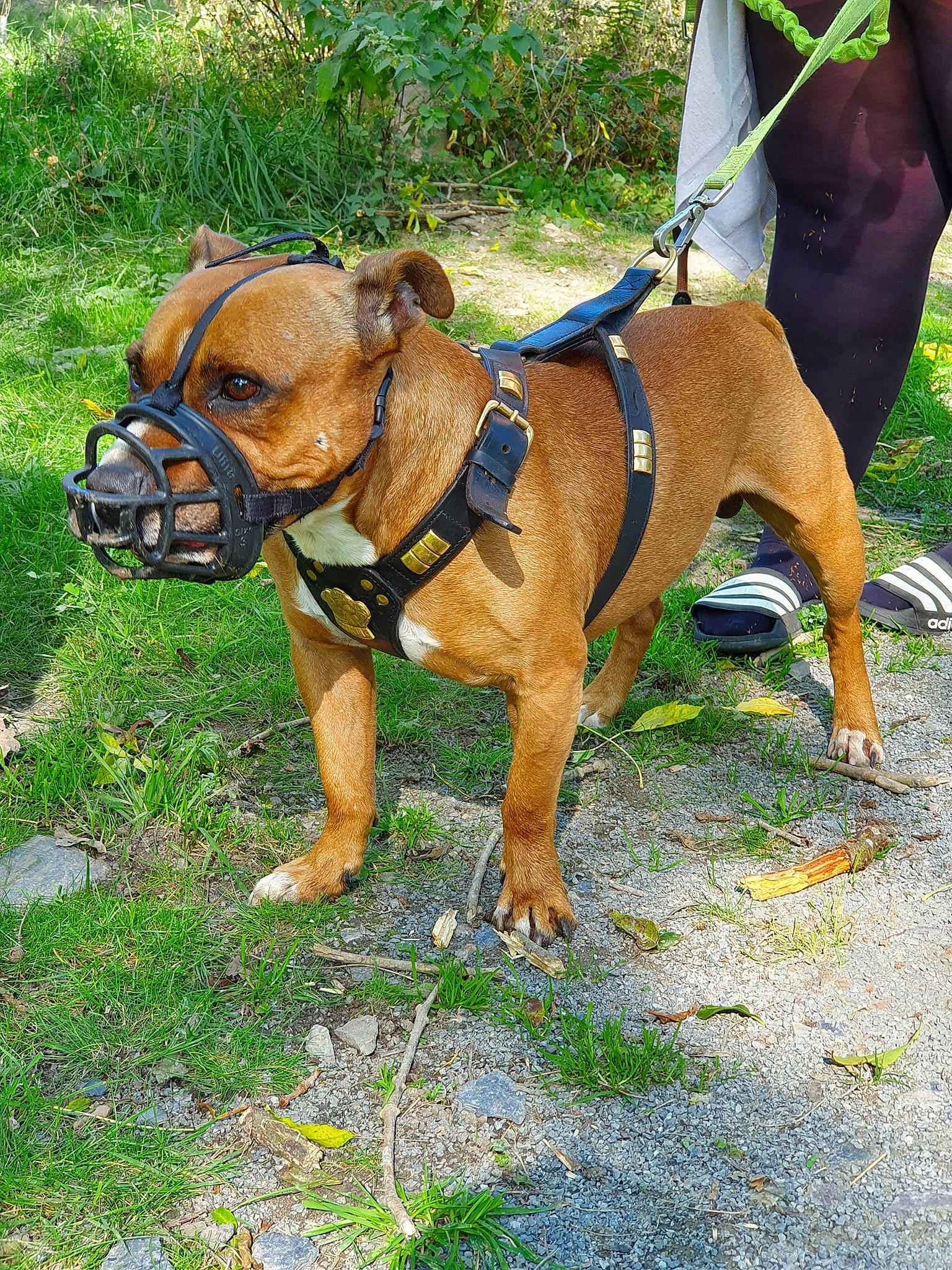 Rolo is registered to the contest to win money with this photo: adventure, american_pit_bull_terrier, bulldog, canidae, carnivore, collar, dog, dog_breed, dog_collar, dog_walking, fawn, leash, mammal, molosser, olde_english_bulldogge, rare_breed_dog, renascence_bulldogge, snout, sporting_group, vertebrate