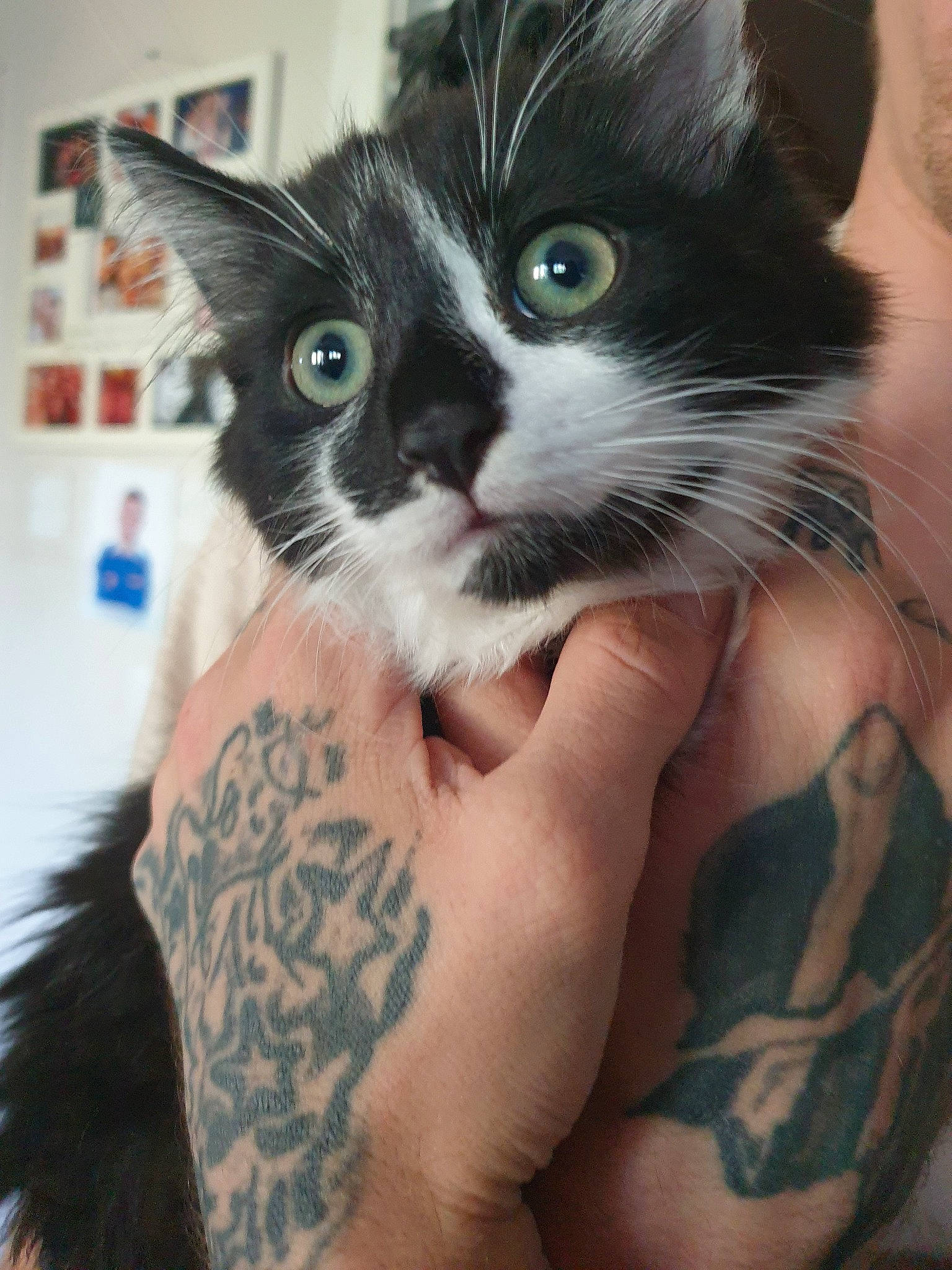 Lil G is registered to the contest to win money with this photo: asian, carnivore, cat, domestic_long_haired_cat, domestic_short_haired_cat, ear, felidae, kitten, norwegian_forest_cat, small_to_medium_sized_cats, whiskers