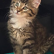 Toulouse is registered to the contest to win money with this photo: kitten, cat, tabby, fluffy, white_paws, pet, animal, cute, feline, domestic_cat, young_cat, sitting, curious, indoor, book, colorful, leaf_pattern, closeup, portrait, adorable