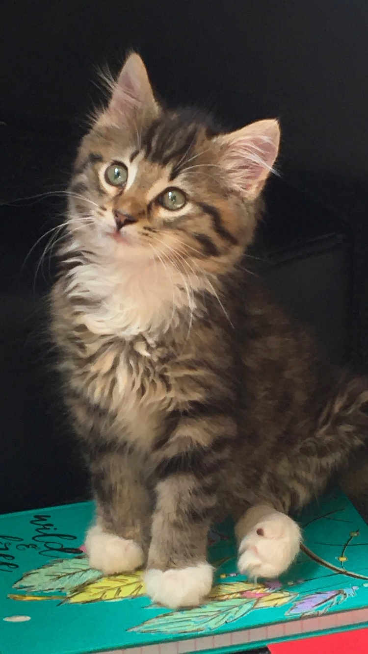 Toulouse is registered to the contest to win money with this photo: kitten, cat, tabby, fluffy, white_paws, pet, animal, cute, feline, domestic_cat, young_cat, sitting, curious, indoor, book, colorful, leaf_pattern, closeup, portrait, adorable