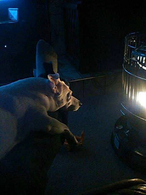 Diablo joined the competition — help win amazing prizes! art, automotive_design, automotive_fog_light, automotive_lighting, bumper, carnivore, companion_dog, darkness, dog, dog_breed, entertainment, felidae, glass, grille, headlamp, personal_luxury_car, room, tail, tints_and_shades, vehicle_door