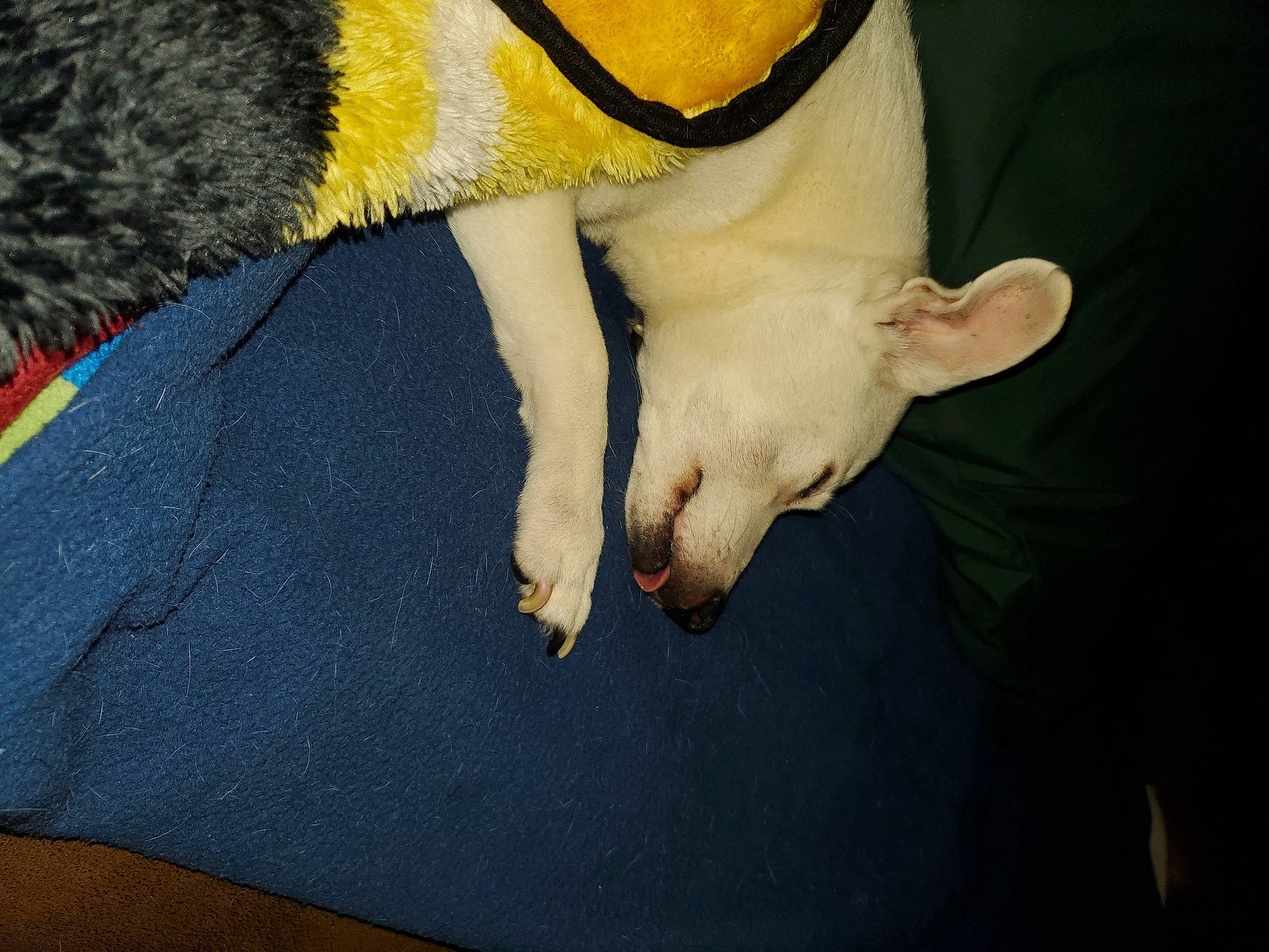 Diablo joined the competition — help win amazing prizes! canidae, carnivore, claw, comfort, companion_dog, dog, dog_breed, fawn, felidae, fur, human_leg, nail, paw, small_to_medium_sized_cats, snout, sporting_group, tail, terrestrial_animal, whiskers, working_animal