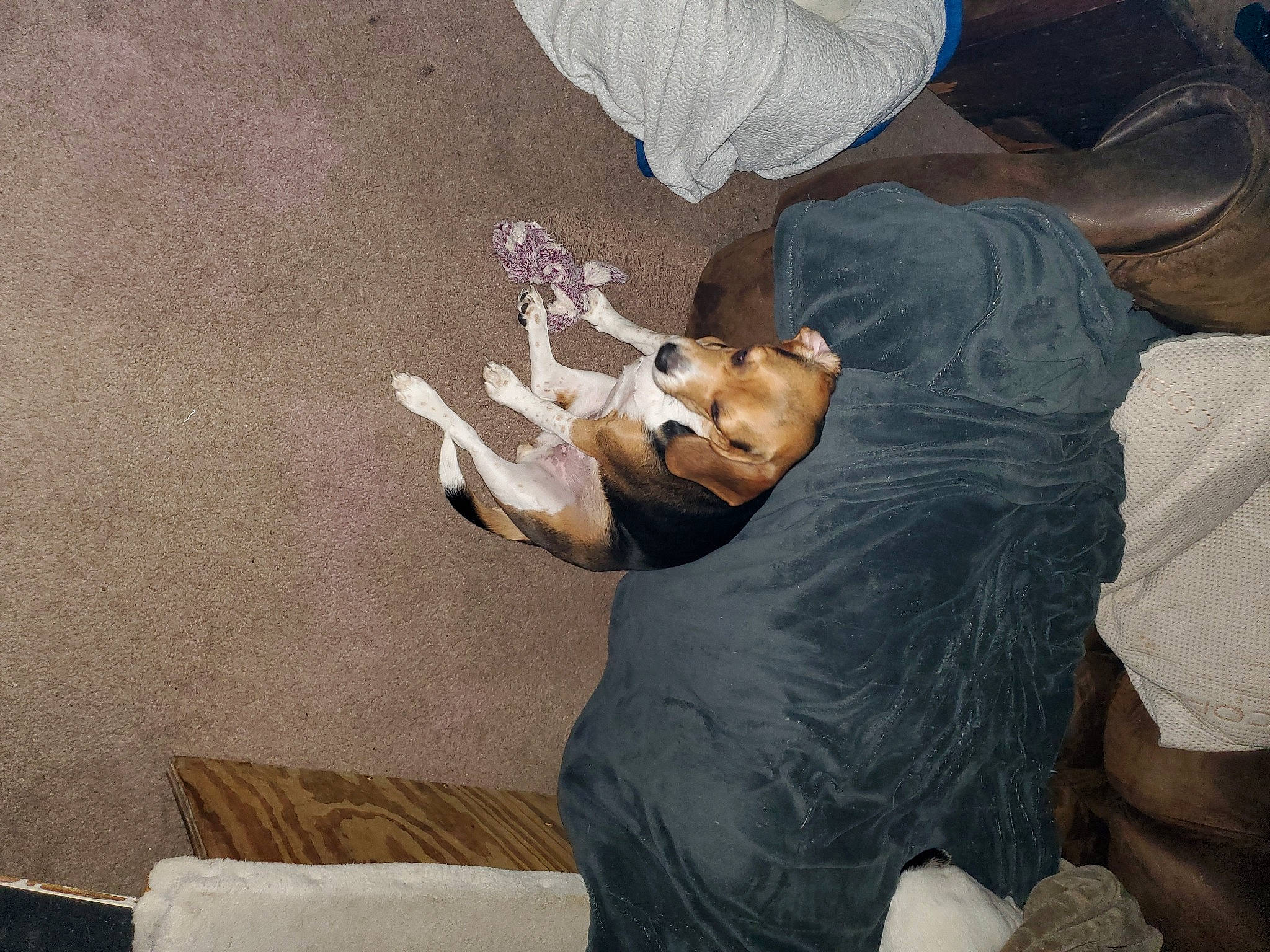 Jaidee is registered to the contest to win money with this photo: art, bed, carnivore, comfort, companion_dog, couch, dog, dog_breed, fawn, felidae, fur, grey, linens, plaster, room, sculpture, stuffed_toy, tail, toy, wood