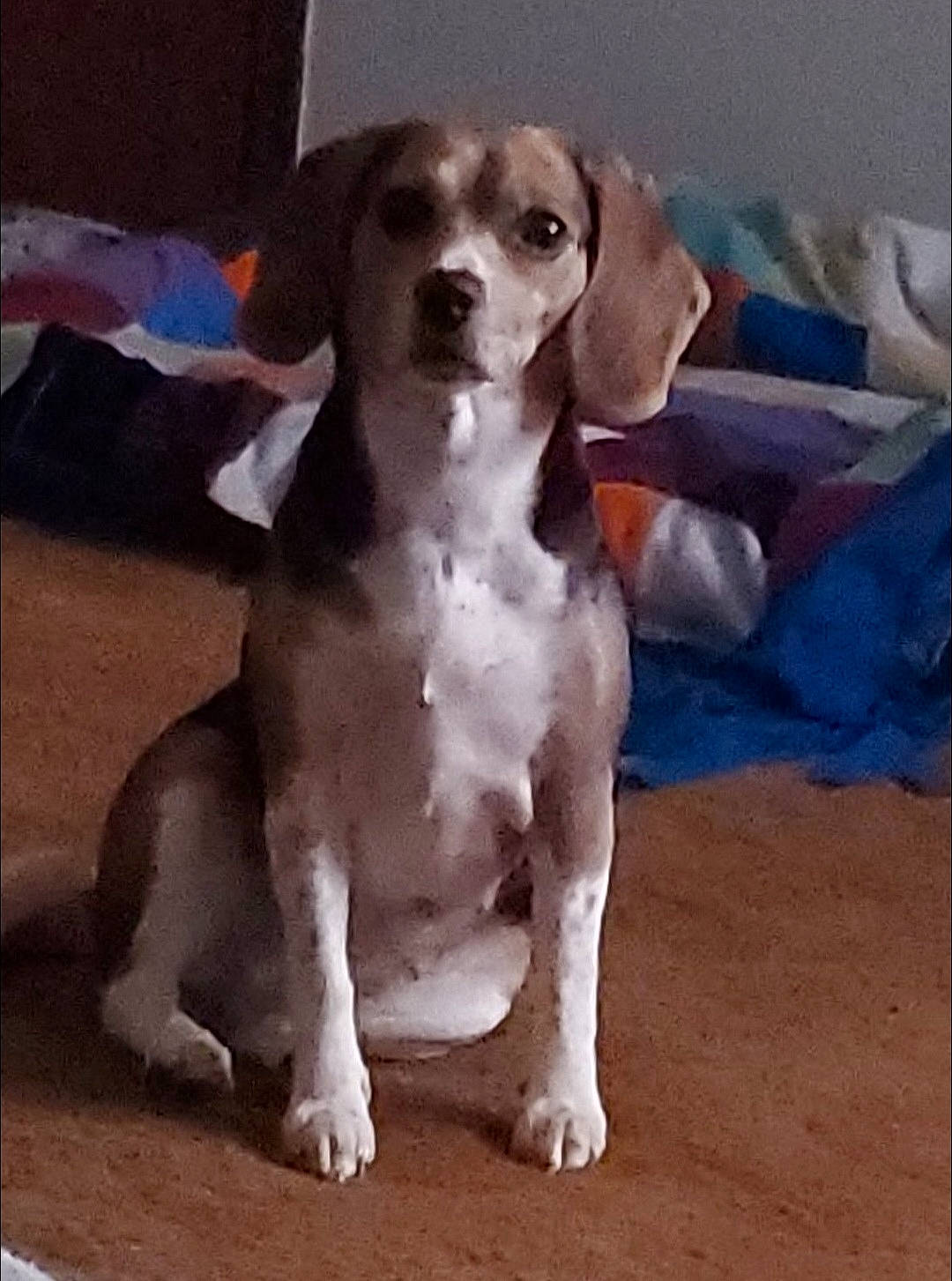 Jaidee is registered to the contest to win money with this photo: bored, canidae, carnivore, companion_dog, curious, dog, dog_breed, fawn, gun_dog, hound, liver, metal, non_sporting_group, paw, puppy_love, snout, sporting_group, tail, whiskers, working_animal