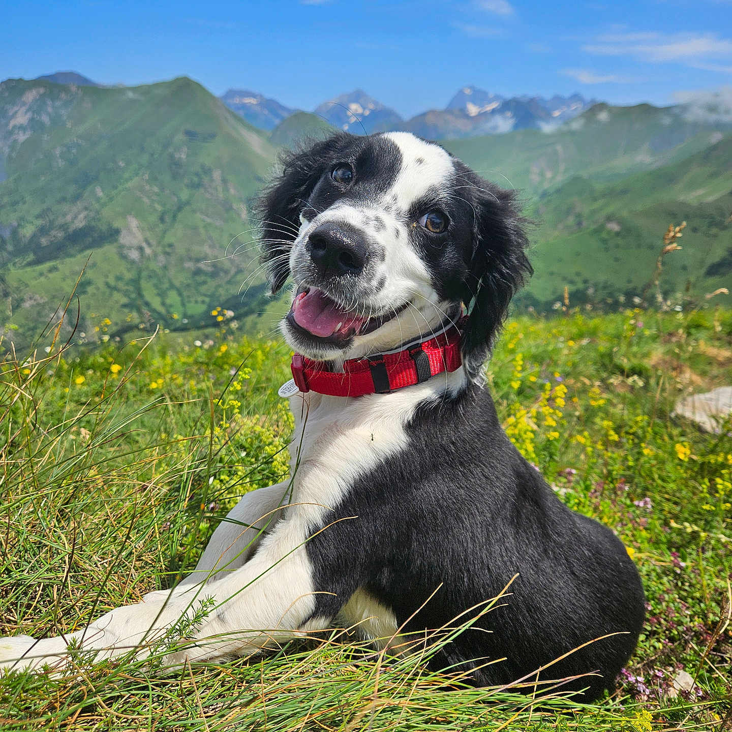 Marley participe au concours pour gagner de l'argent avec cette photo : animal, canine, cockerspaniel, countryside, dog, field, grass, grassland, hound, mountain, mountainrange, nature, outdoors, peak, pet, plant, pointer, puppy, vegetation, wilderness
