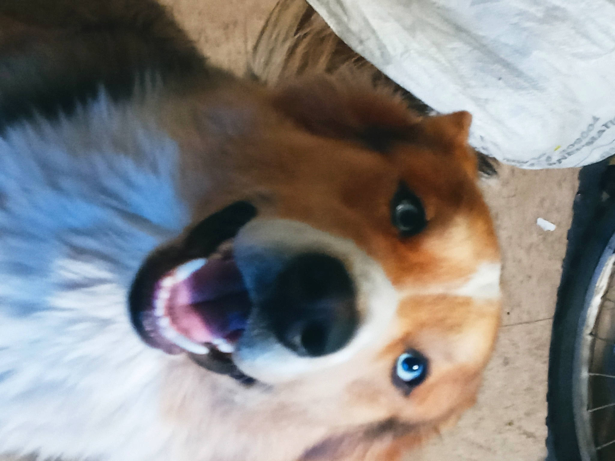 Joker joined the competition — help win amazing prizes! bicycle_wheel, canidae, carnivore, collar, companion_dog, dog, dog_breed, fawn, fur, liver, paw, plastic_bag, smile, snout, sporting_group, tire, vertebrate, wheel, whiskers, working_animal