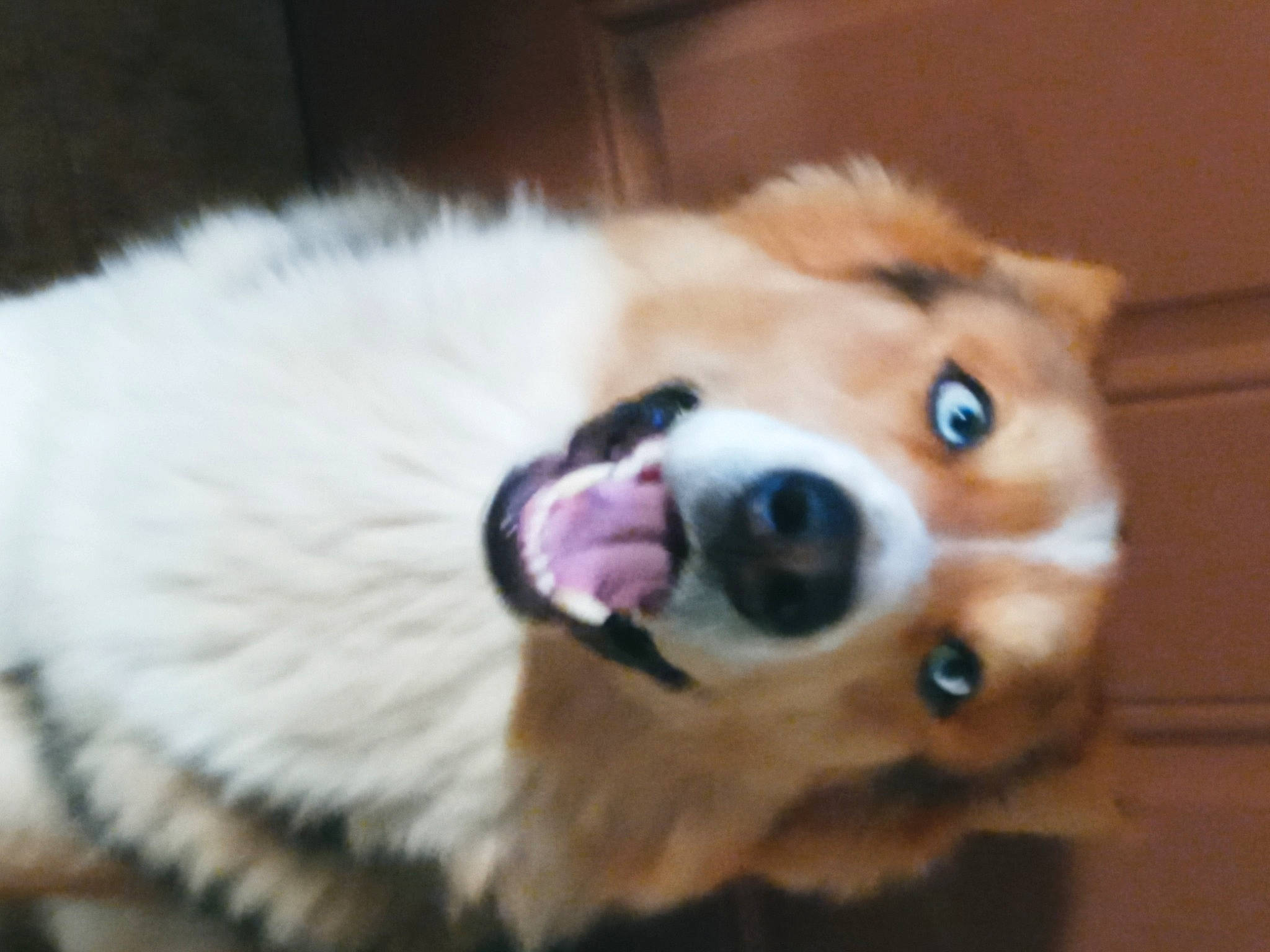 Joker joined the competition — help win amazing prizes! ball, carnivore, companion_dog, dog, dog_breed, ear, fawn, fur, german_spitz, herding_dog, paw, pomeranian, shetland_sheepdog, smile, spitz, sporting_group, toy_dog, volpino_italiano, whiskers, working_animal