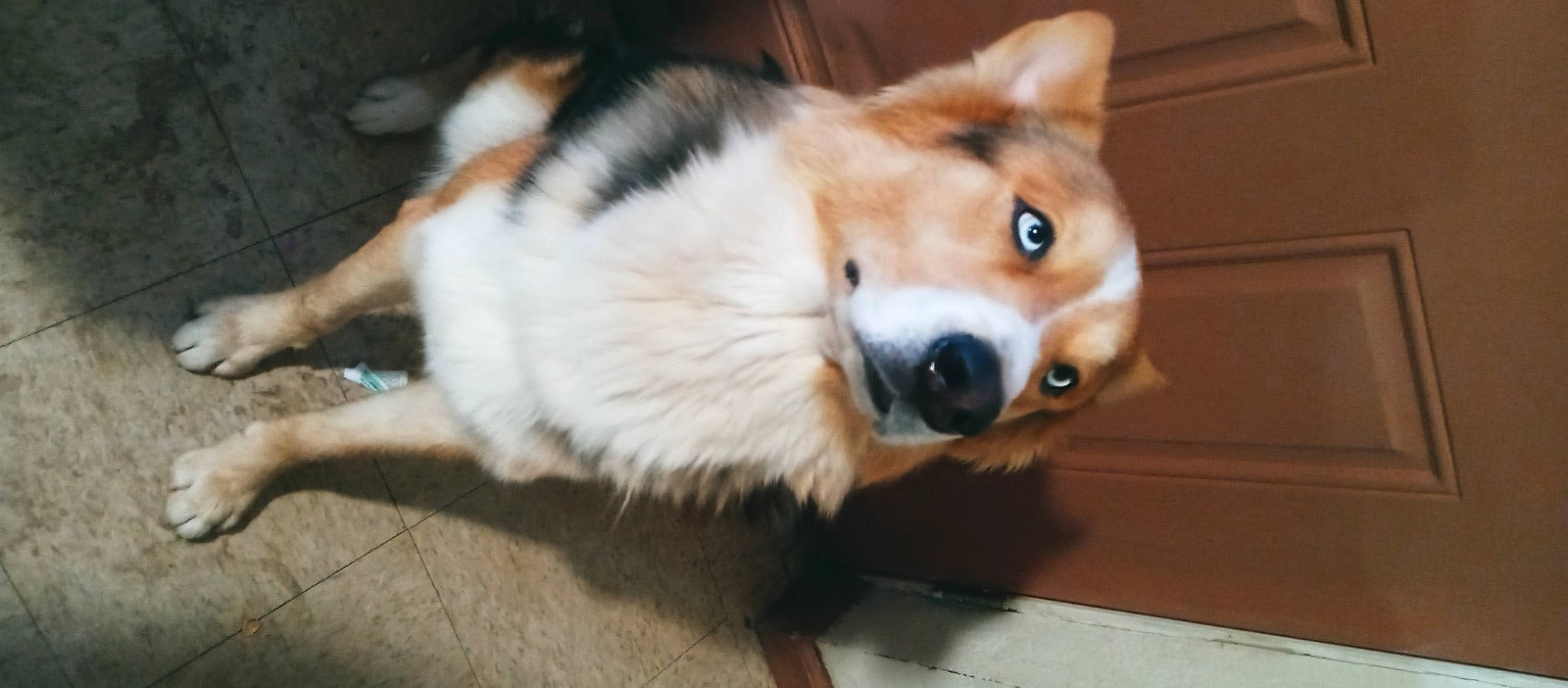 Joker is registered to the contest to win money with this photo: canidae, canis, carnivore, companion_dog, dog, dog_breed, dog_supply, flooring, fur, herding_dog, pomeranian, rough_collie, shetland_sheepdog, spitz, sporting_group, tail, terrestrial_animal, whiskers, working_animal, working_dog