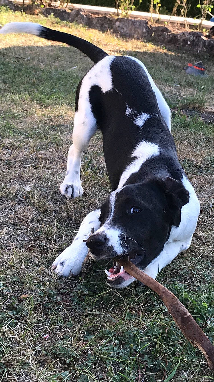 Mr Pattate a rejoint le concours — aidez-le/la à gagner de superbes lots ! braque_dauvergne, canidae, carnivore, dog, dog_breed, mammal, non_sporting_group, pointer, rare_breed_dog, snout, sporting_group, stabyhoun, tail, vertebrate