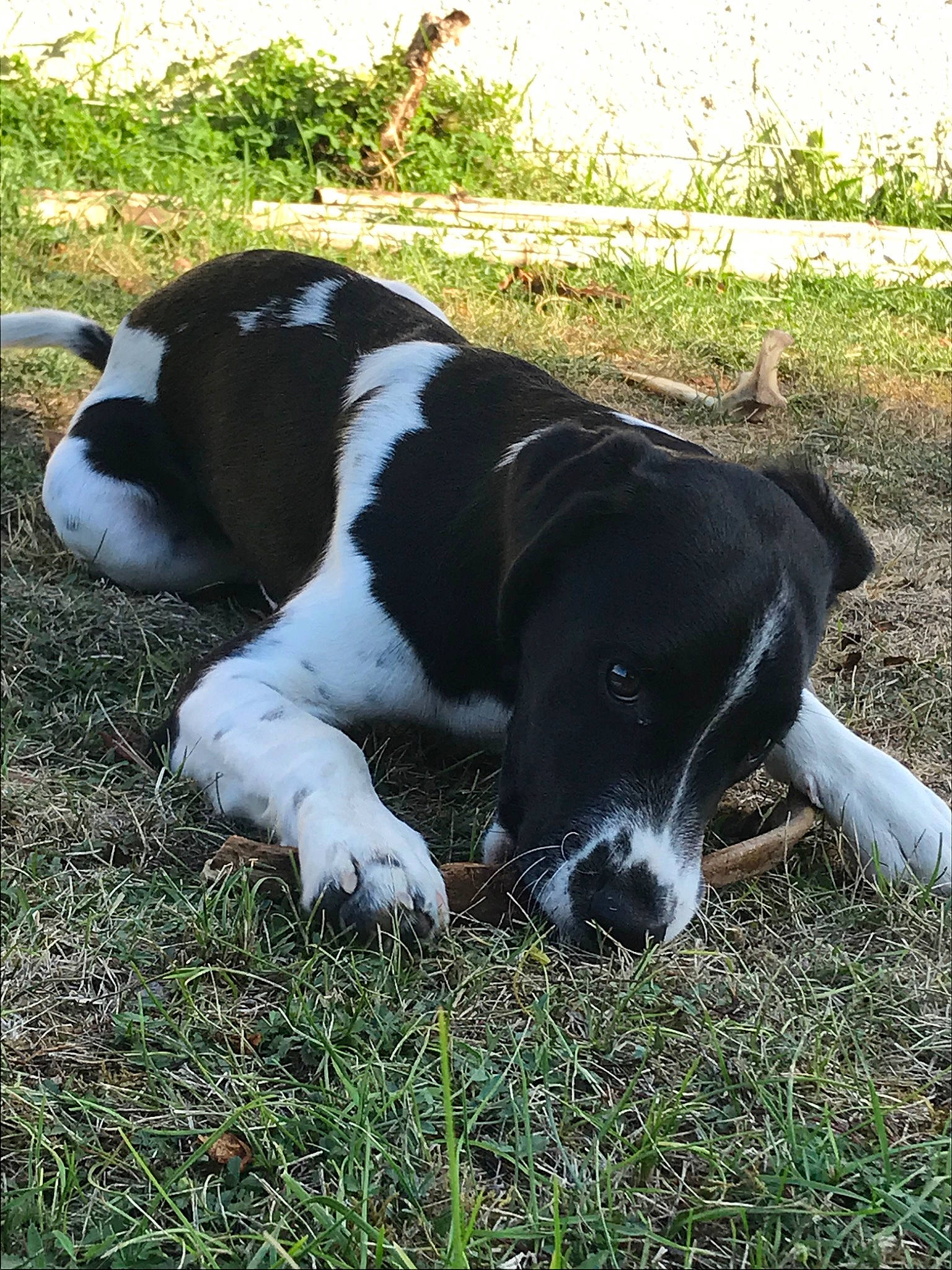 Mr Pattate a rejoint le concours — aidez-le/la à gagner de superbes lots ! braque_dauvergne, canidae, carnivore, companion_dog, dog, dog_breed, drentse_patrijshond, grass, mammal, pointer, pointing_breed, rare_breed_dog, small_munsterlander, sporting_group, stabyhoun, vertebrate